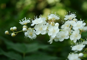 珍珠梅怎么养能开花 珍珠梅怎么养能开花多