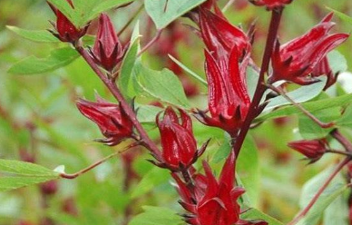 洛神花怎么养能开花 洛神花养殖技巧