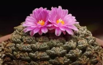 龟甲牡丹的养殖方法 龟甲牡丹怎么养才能开花