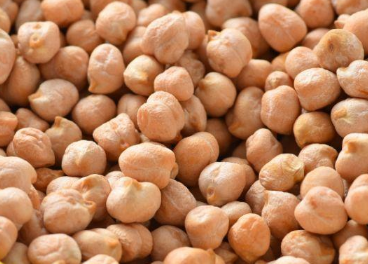 鹰嘴豆的高产种植技术