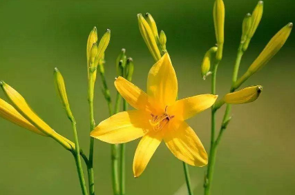 黄花菜高效种植技术要点（黄花菜种植技术和管理）