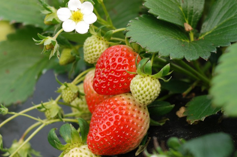 草莓出现裂口是怎么回事 草莓有裂痕是什么原因