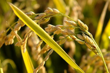 水稻的育苗移栽技术注意什么 水稻的育苗移栽技术注意什么事项