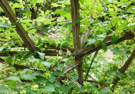 鬼箭羽的种植技术介绍（鬼箭羽栽培技术）