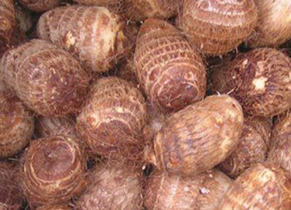 毛芋头高产栽培技术 毛芋头的栽培技术