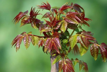 香椿芽菜保温箱栽培方法（香椿芽菜保温箱栽培方法图解）