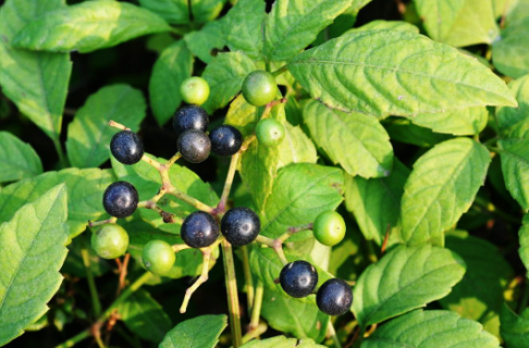 乌蔹莓的栽培技术介绍 乌蔹莓种植方法