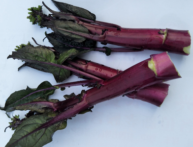 紫菜薹种植技术 紫菜薹种植技术视频