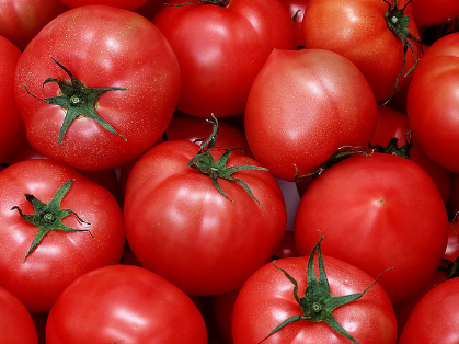 春夏茬番茄定植前后的管理（春季番茄的栽培技术与田间管理?）