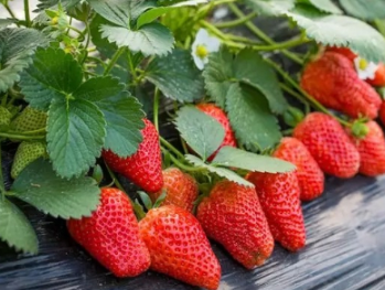 草莓苗生长缓慢怎么治 草莓苗生长缓慢怎么治疗视频