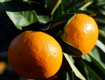 柑橘果树如何施肥能高产