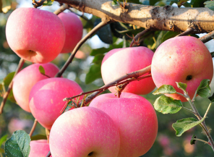 如何提升苹果产量和质量 如何提高苹果质量