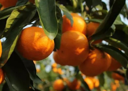 柑橘采收前如何提产 柑橘采收后如何保鲜?