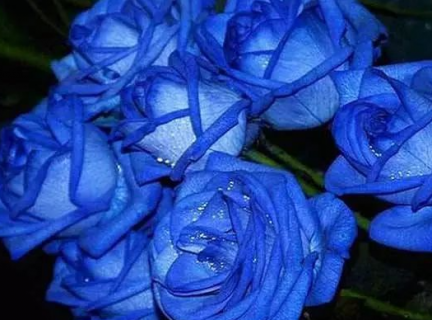 为什么不能轻易送蓝色妖姬 为什么不能轻易送碎冰蓝玫瑰
