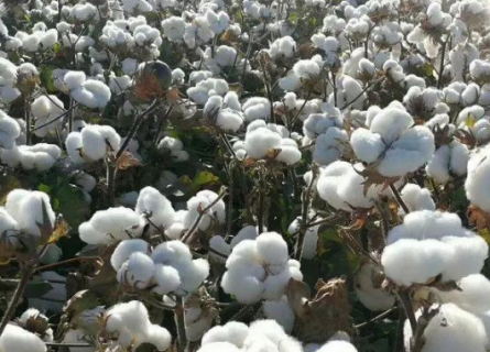 2021年棉花中后期生产管理 棉花中后期管理技术