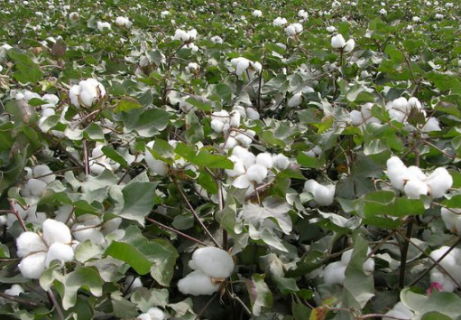 棉花生产中后期管理技术 棉花生产中后期管理技术包括