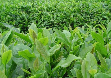 茶树如何预防倒春寒 茶树如何预防倒春寒的发芽