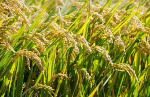 单季杂交水稻超高产栽培方法是什么（单季杂交水稻什么品种好）