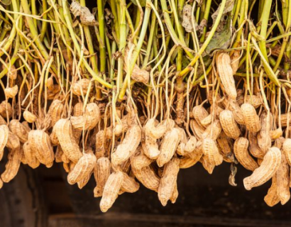 春花生什么时候播种为宜 春花生什么时候播种合适