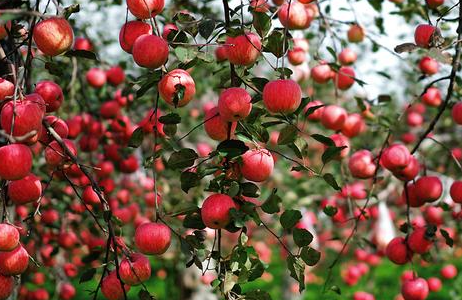 苹果园如何浇灌封冻水（苹果园灌溉）