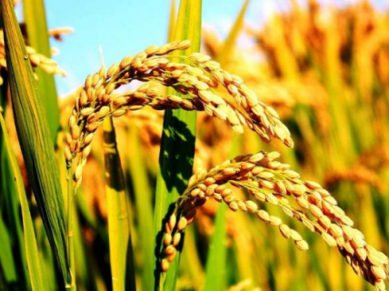 水稻种植需要注意什么 水稻种植需要注意的事项