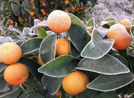 柑橘霜冻灾害预防措施 柑橘树霜冻的防治