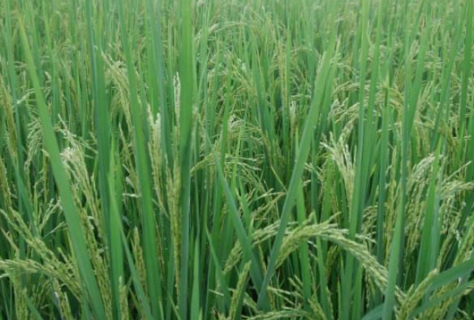 水稻新基质旱育秧技术 水稻旱育秧技术要点