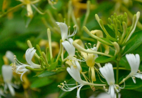 金银花长什么样（金银花长什么样图片）