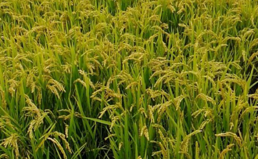 水稻优质高产栽培技术是什么（水稻优质高产栽培技术是什么意思）