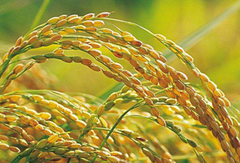 节水抗旱稻如何栽培（节水抗旱稻如何栽培种植）