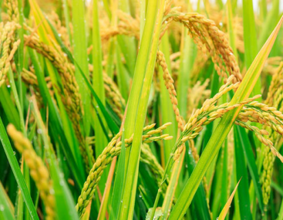 北方地区寒地水稻育苗方法是什么 东北寒地水稻技术