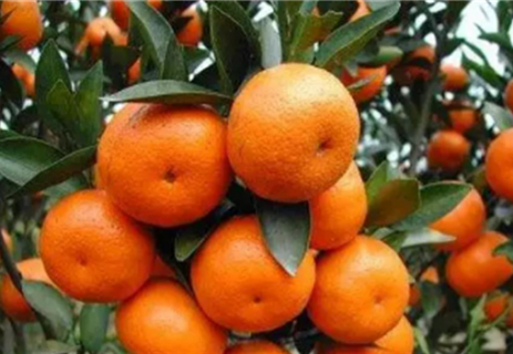 新栽柑橘幼苗怎么施肥 1一2年柑橘树用什么肥料