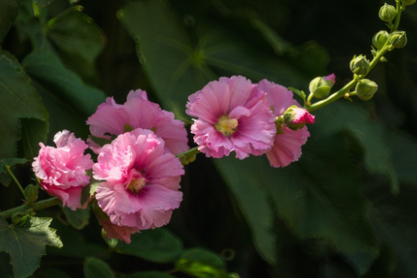 蜀葵花花语是什么（蜀葵花语象征着什么）