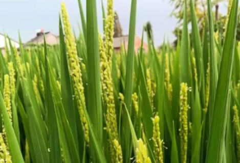 宜香优2115水稻高产栽培方法是什么