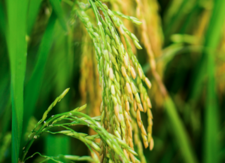 水稻种植如何科学管理（水稻种植如何科学管理的）