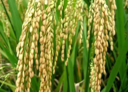 优质水稻的必备条件有哪些（优质水稻的必备条件有哪些方面）