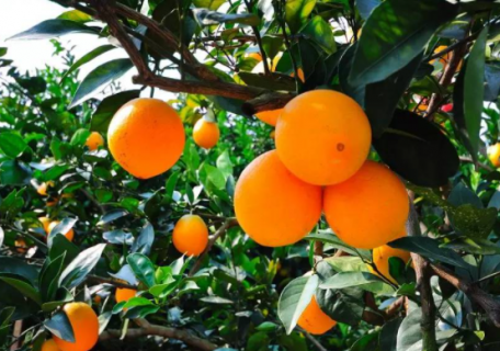 六月份赣南脐橙如何管理（2022年赣南脐橙什么时候最好吃）
