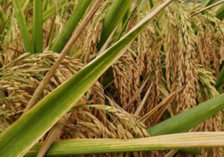 水稻倒伏的原因是什么 预防措施有哪些