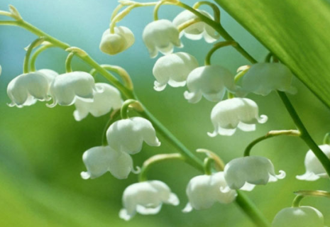 铃兰花的花语是什么 铃兰花的花语是什么?
