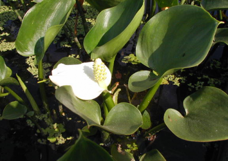 海芋和马蹄莲是一种花吗 海芋和马蹄莲有什么区别