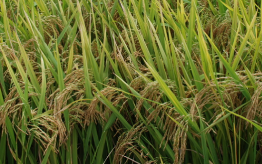 超级稻金农丝苗抛秧高产栽培技术 水稻丝苗