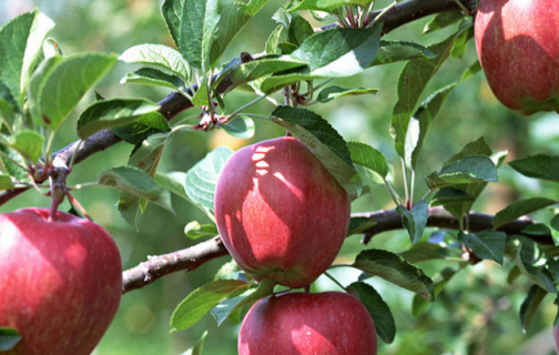 苹果树秋季施什么肥好