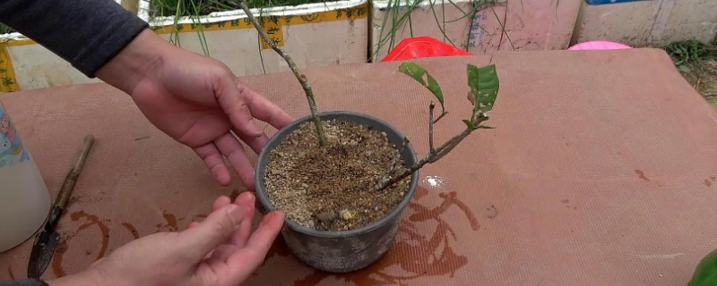 玉桂树的种植方法 玉桂怎么种植
