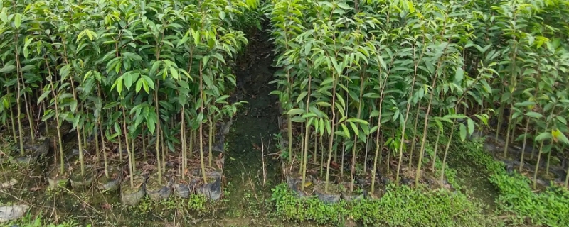 沉香的种植和管理（沉香种植与管理）