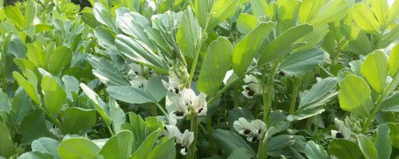 蚕豆开花期如何防治蚜虫（蚕豆开花期如何防治蚜虫害）