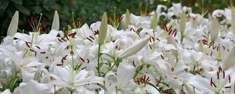 香水百合盆栽种植方法（香水百合盆栽种植方法图片）