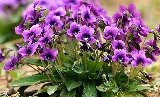 紫花地丁花语是什么 紫花地丁寓意