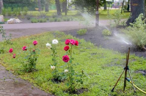 大马士革玫瑰花的种植方法及养护