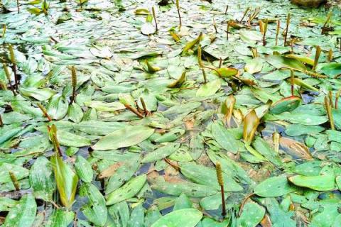 20种沉水植物 20种沉水植物菜