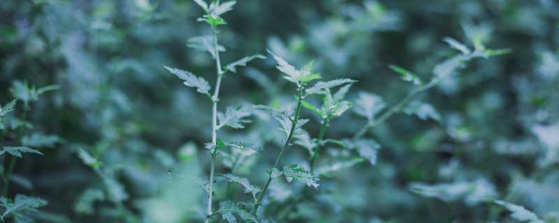 驱蚊的花草有哪些（驱蚊的花草有哪些还能在室外过冬）